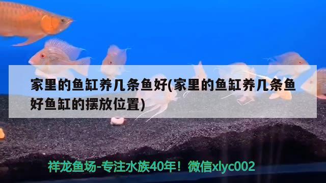 家里的鱼缸养几条鱼好(家里的鱼缸养几条鱼好鱼缸的摆放位置)