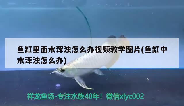 鱼缸里面水浑浊怎么办视频教学图片(鱼缸中水浑浊怎么办) 观赏鱼百科