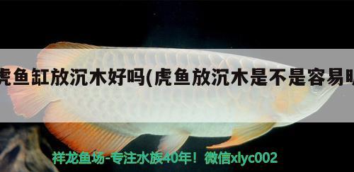 虎鱼缸放沉木好吗(虎鱼放沉木是不是容易明) 虎鱼