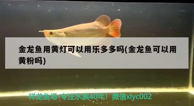 金龙鱼用黄灯可以用乐多多吗(金龙鱼可以用黄粉吗) 养鱼知识