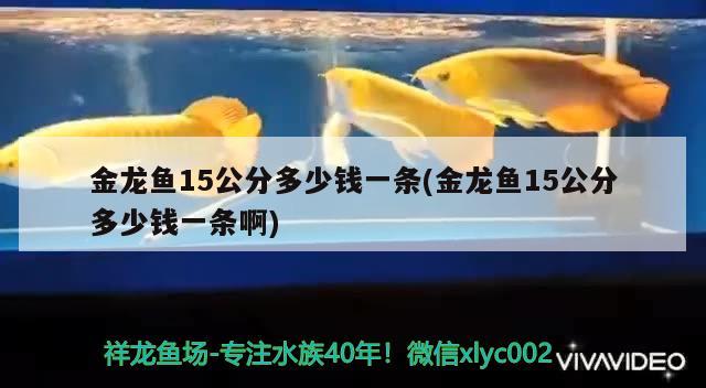 金龙鱼15公分多少钱一条(金龙鱼15公分多少钱一条啊) 帝王迷宫