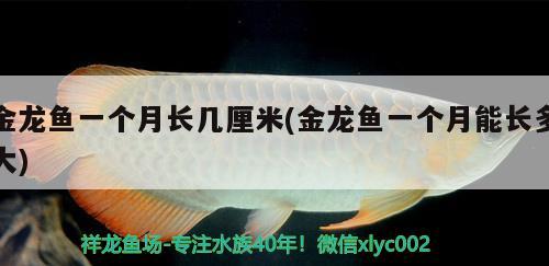 金龙鱼一个月长几厘米(金龙鱼一个月能长多大) 黄金招财猫鱼