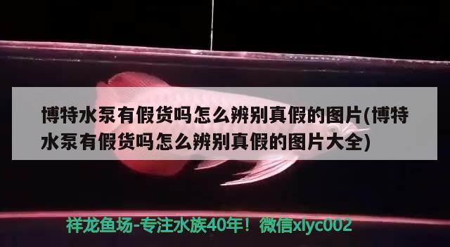 博特水泵有假货吗怎么辨别真假的图片(博特水泵有假货吗怎么辨别真假的图片大全) 博特水族