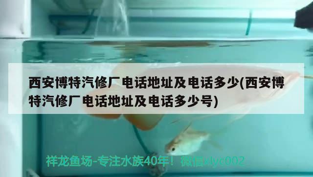 西安博特汽修厂电话地址及电话多少(西安博特汽修厂电话地址及电话多少号)