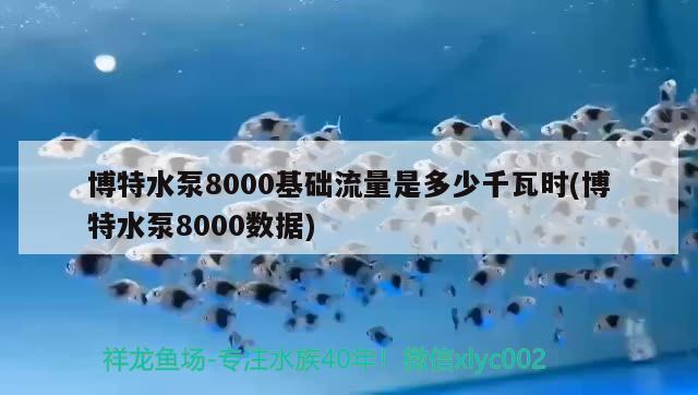 博特水泵8000基础流量是多少千瓦时(博特水泵8000数据)