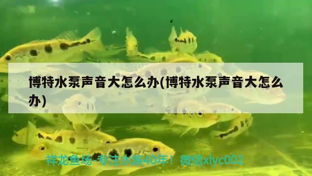 博特水泵声音大怎么办(博特水泵声音大怎么办) 博特水族