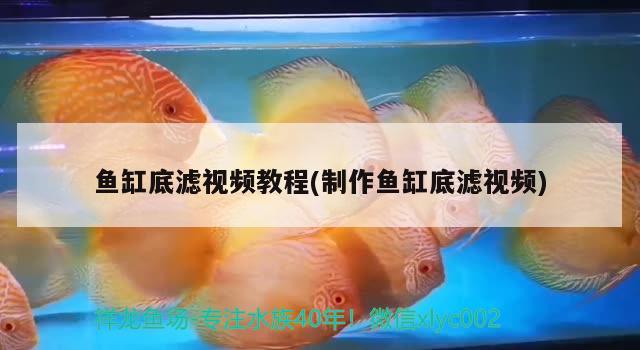 鱼缸底滤视频教程(制作鱼缸底滤视频) 肥料