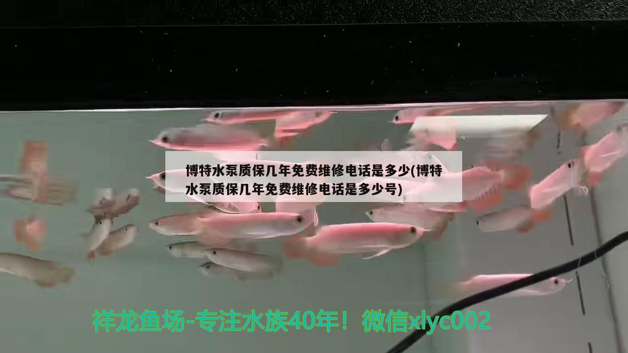 博特水泵质保几年免费维修电话是多少(博特水泵质保几年免费维修电话是多少号) 博特水族 第2张