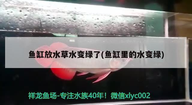 鱼缸放水草水变绿了(鱼缸里的水变绿)