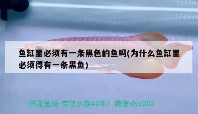 鱼缸里必须有一条黑色的鱼吗(为什么鱼缸里必须得有一条黑鱼) 野彩鱼