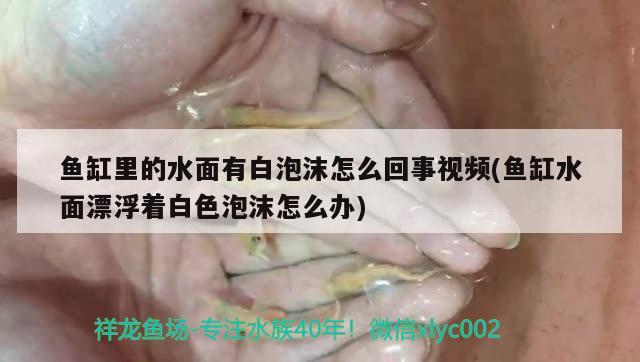 鱼缸里的水面有白泡沫怎么回事视频(鱼缸水面漂浮着白色泡沫怎么办) 虎纹银版鱼