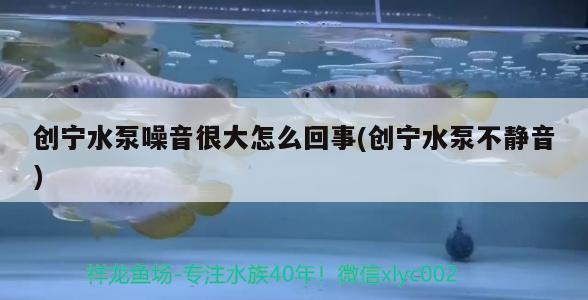 创宁水泵噪音很大怎么回事(创宁水泵不静音)