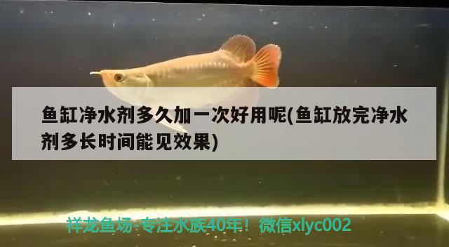 鱼缸净水剂多久加一次好用呢(鱼缸放完净水剂多长时间能见效果)