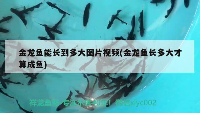 金龙鱼能长到多大图片视频(金龙鱼长多大才算成鱼) 祥龙金禾金龙鱼