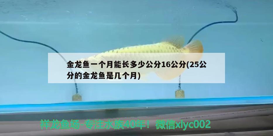 金龙鱼一个月能长多少公分16公分(25公分的金龙鱼是几个月) 热带鱼鱼苗批发