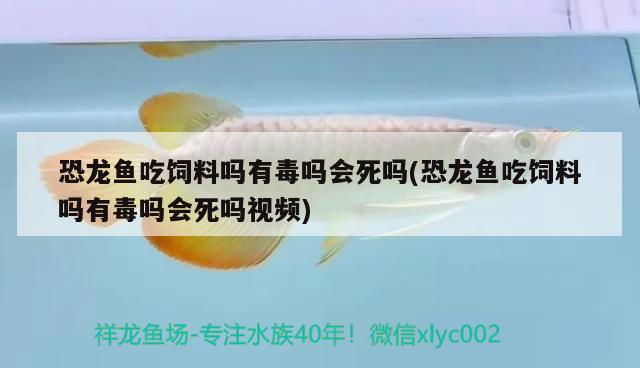 恐龙鱼吃饲料吗有毒吗会死吗(恐龙鱼吃饲料吗有毒吗会死吗视频)