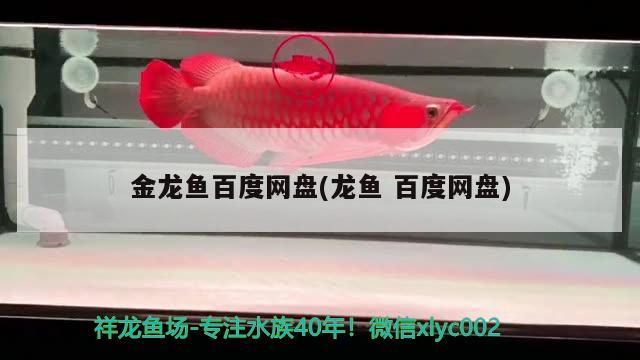 金龙鱼百度网盘(龙鱼百度网盘) 广州观赏鱼批发市场