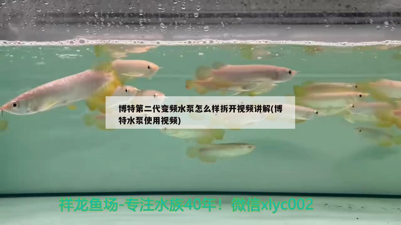 博特第二代变频水泵怎么样拆开视频讲解(博特水泵使用视频) 博特水族