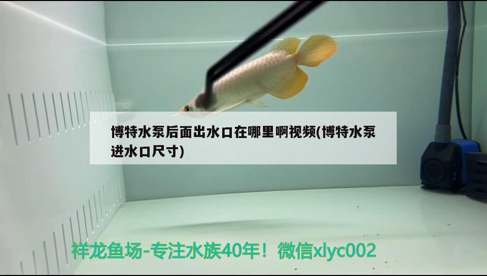 博特水泵后面出水口在哪里啊视频(博特水泵进水口尺寸)