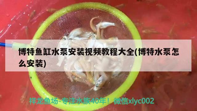 博特鱼缸水泵安装视频教程大全(博特水泵怎么安装)