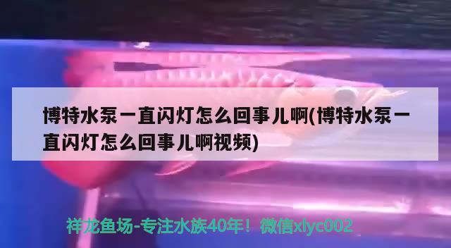 博特水泵一直闪灯怎么回事儿啊(博特水泵一直闪灯怎么回事儿啊视频) 博特水族