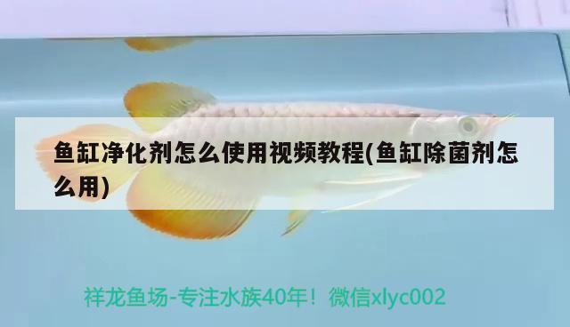 鱼缸净化剂怎么使用视频教程(鱼缸除菌剂怎么用)