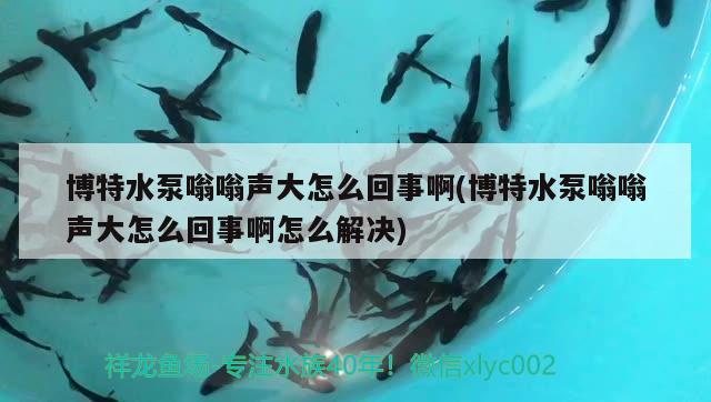 博特水泵嗡嗡声大怎么回事啊(博特水泵嗡嗡声大怎么回事啊怎么解决)