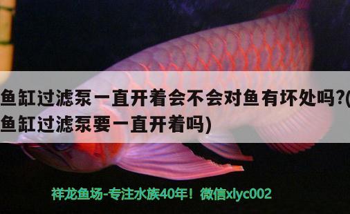 鱼缸过滤泵一直开着会不会对鱼有坏处吗?(鱼缸过滤泵要一直开着吗) 黄金招财猫鱼