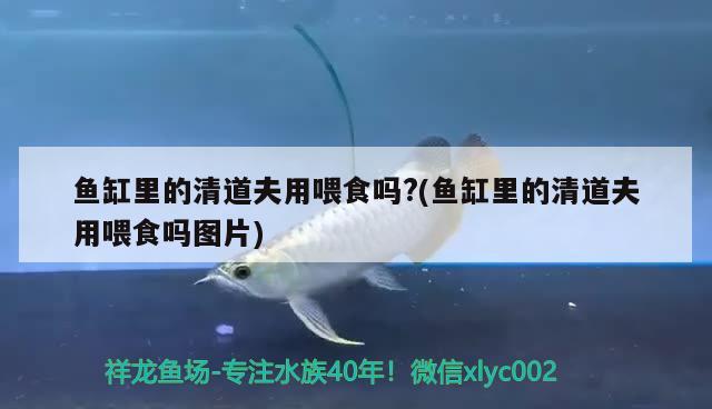 鱼缸里的清道夫用喂食吗?(鱼缸里的清道夫用喂食吗图片) 龙鱼百科