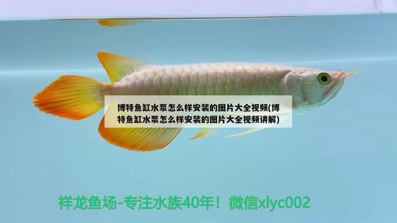 博特鱼缸水泵怎么样安装的图片大全视频(博特鱼缸水泵怎么样安装的图片大全视频讲解)