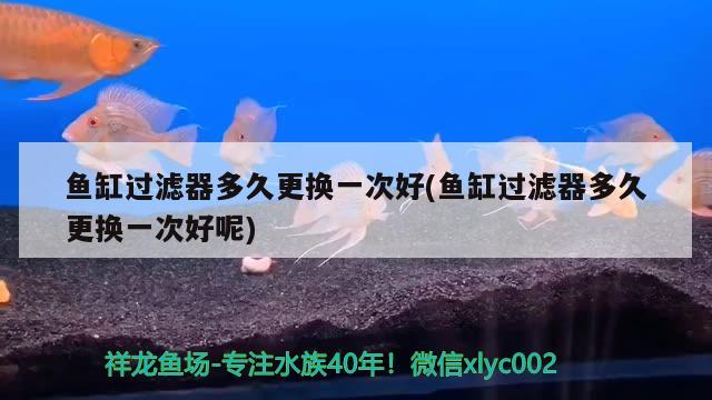 鱼缸过滤器多久更换一次好(鱼缸过滤器多久更换一次好呢) 斑马狗头鱼