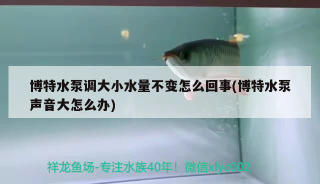 博特水泵调大小水量不变怎么回事(博特水泵声音大怎么办) 博特水族