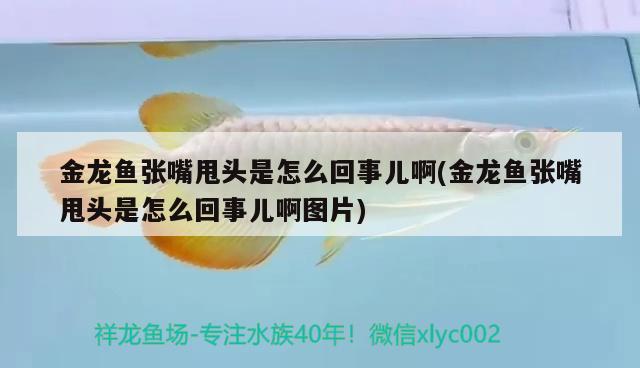 金龙鱼张嘴甩头是怎么回事儿啊(金龙鱼张嘴甩头是怎么回事儿啊图片)