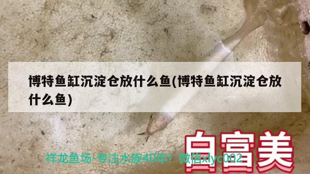 博特鱼缸沉淀仓放什么鱼(博特鱼缸沉淀仓放什么鱼) 博特水族