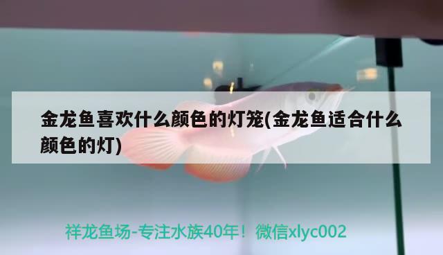 金龙鱼喜欢什么颜色的灯笼(金龙鱼适合什么颜色的灯) 皇冠黑白魟鱼