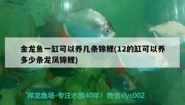 金龙鱼一缸可以养几条锦鲤(12的缸可以养多少条龙凤锦鲤) 翡翠凤凰鱼