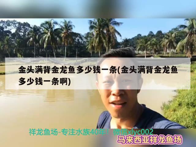 金头满背金龙鱼多少钱一条(金头满背金龙鱼多少钱一条啊)