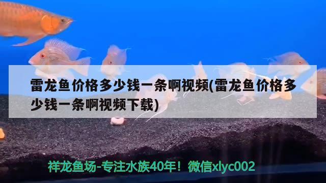 雷龙鱼价格多少钱一条啊视频(雷龙鱼价格多少钱一条啊视频下载) 翡翠凤凰鱼