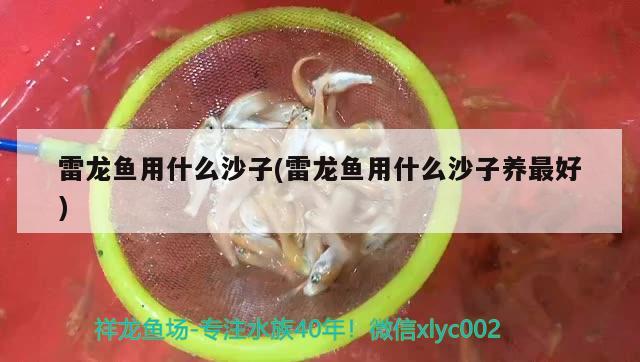 雷龙鱼用什么沙子(雷龙鱼用什么沙子养最好) 成吉思汗鲨（球鲨）鱼