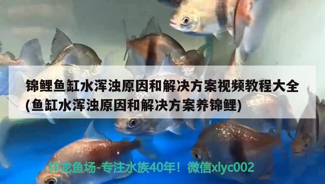 锦鲤鱼缸水浑浊原因和解决方案视频教程大全(鱼缸水浑浊原因和解决方案养锦鲤) 非洲金鼓鱼