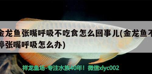 金龙鱼张嘴呼吸不吃食怎么回事儿(金龙鱼不停张嘴呼吸怎么办) 福虎/异型虎鱼/纯色虎鱼