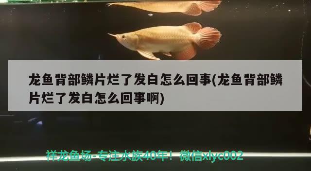 龙鱼背部鳞片烂了发白怎么回事(龙鱼背部鳞片烂了发白怎么回事啊)