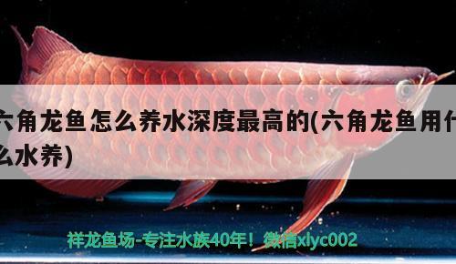 六角龙鱼怎么养水深度最高的(六角龙鱼用什么水养) 水族灯（鱼缸灯）