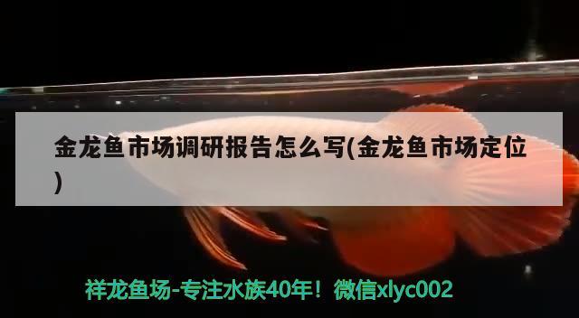 金龙鱼市场调研报告怎么写(金龙鱼市场定位) 祥龙鱼场品牌产品