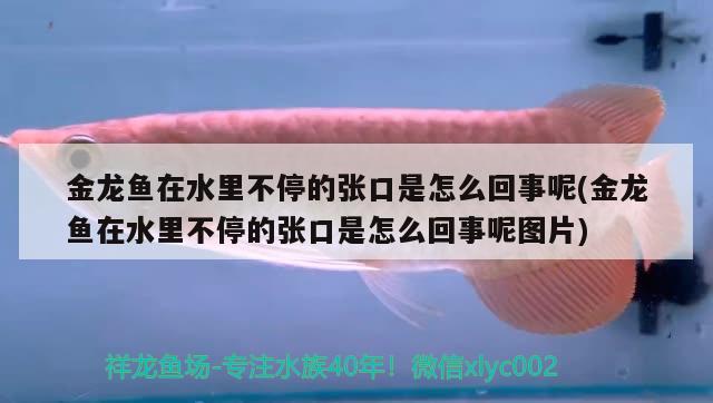 金龙鱼在水里不停的张口是怎么回事呢(金龙鱼在水里不停的张口是怎么回事呢图片)