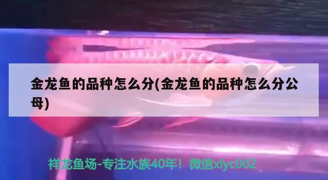 金龙鱼的品种怎么分(金龙鱼的品种怎么分公母) 福魟魟鱼