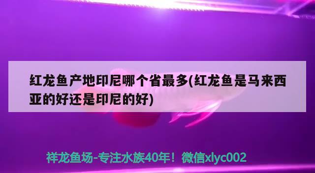 红龙鱼产地印尼哪个省最多(红龙鱼是马来西亚的好还是印尼的好) 水温计