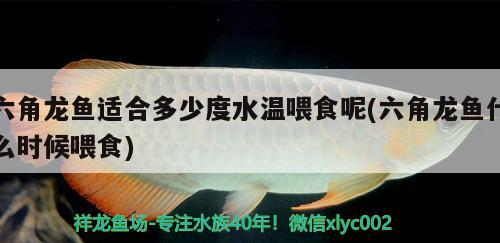 六角龙鱼适合多少度水温喂食呢(六角龙鱼什么时候喂食) 眼斑鱼