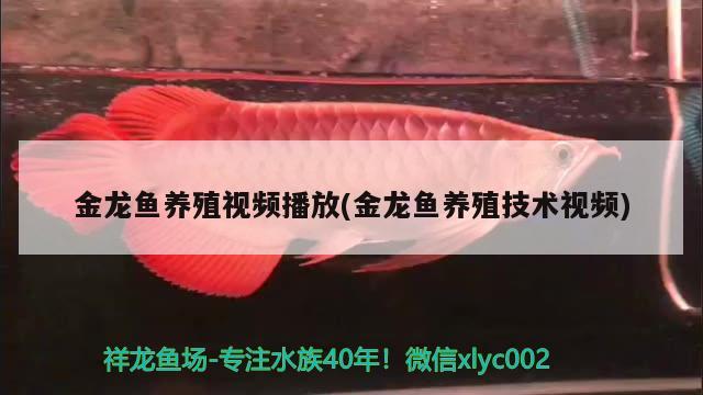 金龙鱼养殖视频播放(金龙鱼养殖技术视频) 喂食器