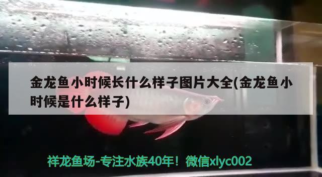 金龙鱼小时候长什么样子图片大全(金龙鱼小时候是什么样子) 元宝凤凰鱼专用鱼粮